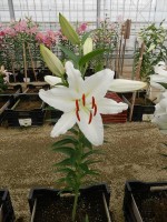 [4252 Ice Dancer 2N No01.JPG]